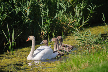 Obraz premium Swan with Young Swimming