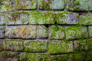 Brick wall with moss and lichen