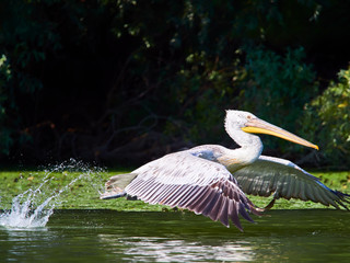 Pelican in The Danube Delta, Tulcea, Romania
