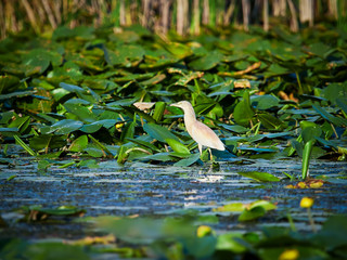 Danube Delta, Tulcea, Romania
