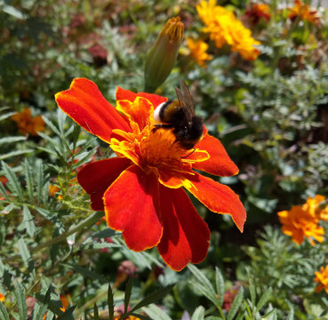 Bumble bee collects nectar from flower marigold