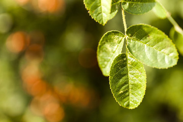 Green background leaf