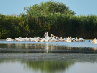 Pelicans in The Danube Delta, Tulcea, Romania
