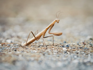 Praying Mantis insect

