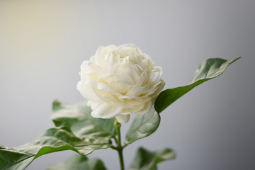 White flower have soft petals , Jasminum sambac in scientific name and space for text. - Tropical Asia flower.