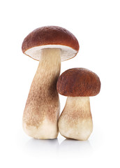 Boletus edulis (king bolete) isolated on white background.