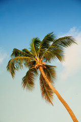 Fototapeta na wymiar Palm tree with coconuts against the blue sky