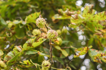 spiritual Stone cross / depth of field
