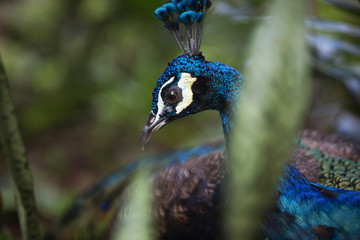Naklejka premium hidden peacock 2