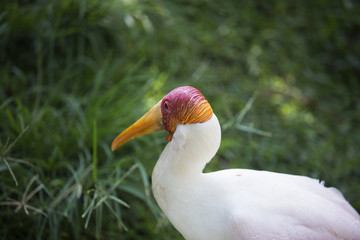 red and orange head 