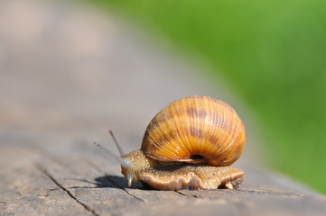 Snail crawling on the asphalt road. Burgundy snail, Helix, Roman snail, edible snail or escargot crawling