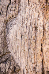 Obraz premium Texture of a bark of a palm tree, a background