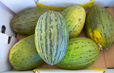Carton box of rough skin green melons at city farmers market