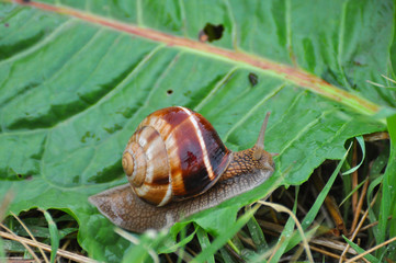 Snail crawling on green leaf in garden on rain. Snail in the natural wetland habitats