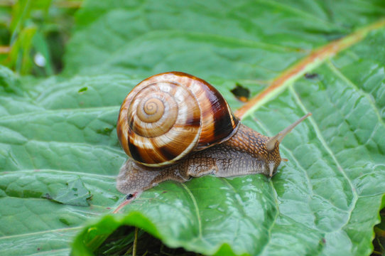 Snail crawling on green leaf in garden on rain. Snail in the natural wetland habitats