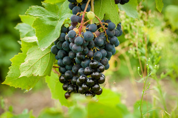 Grapes