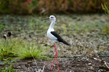 Black-winged stilt.