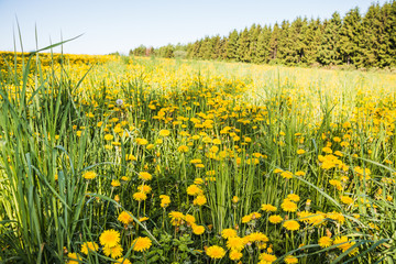 Field and forest far in the background