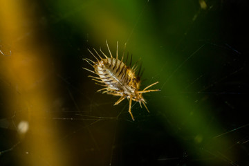 Insects on the spider web