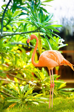 A pink Caribbean flamingo in the garden.