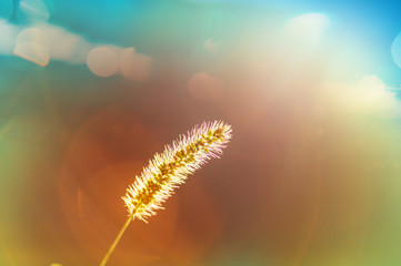 Grass