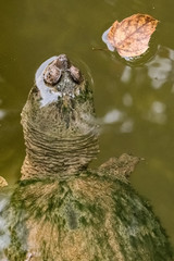 Snapping turtle