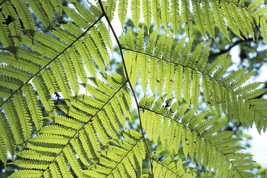 Background of green leaves