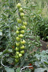 Green tomatoes in bio seedbed