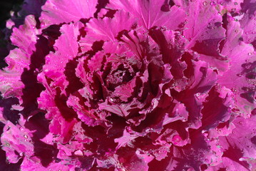 Obraz premium Background cabbage of the flower 