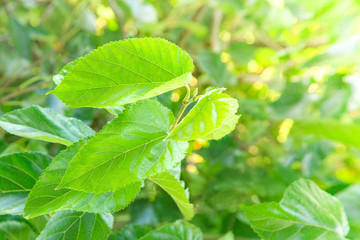 Colorful foliage with shallow depth of field in a public park in the fall