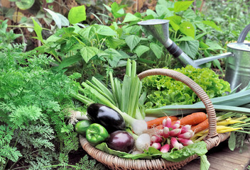 Fototapeta premium fresh vegetables in basket in a garden 