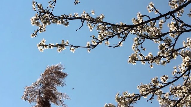 Ciliegi in fiore a primavera