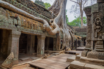 Naklejka premium Amazing Ta Prohm temple overgrown with trees. Mysterious ruins of Ta Prohm nestled among rainforest in Angkor, Siem Reap, Cambodia.
