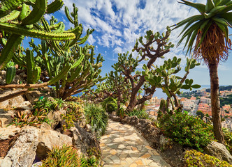 Fragment of a garden of cacti and succulents in Monaco. 