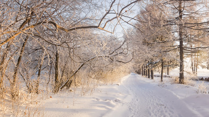 Заснеженный зимний парк с кустами и елями, Россия, Урал