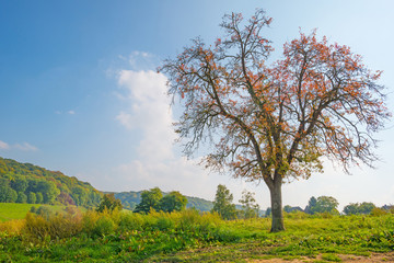 Fototapeta na wymiar Tree in autumn colors in a meadow in sunlight at fall