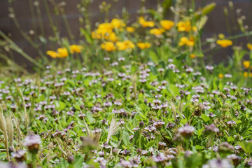 Close up shot of purple wild flower blossom