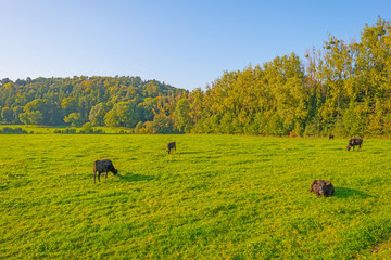 Cows in a meadow with trees in sunlight at fall
