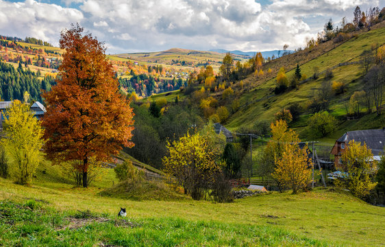 tree with yellow foliage in carpathian village. lovely autumnal rural scenery in valley