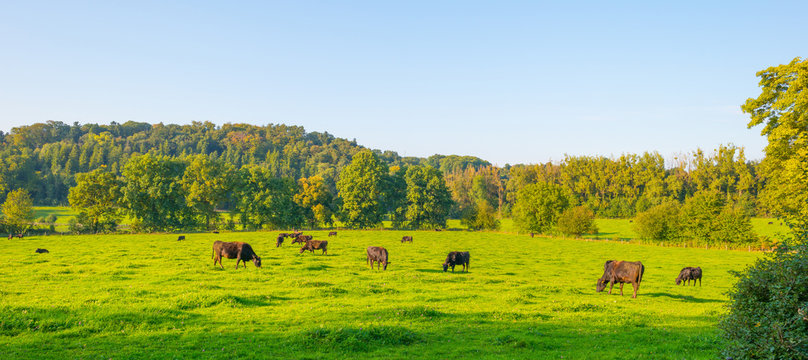 Cows in a meadow with trees in sunlight at fall
