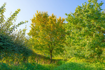 Fototapeta na wymiar Tree in autumn colors in a meadow in sunlight at fall