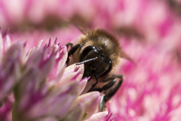 Bee sucking nectar