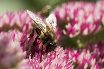 Bee sucking nectar