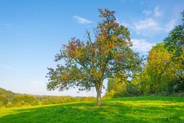 Tree in autumn colors in a meadow in sunlight at fall