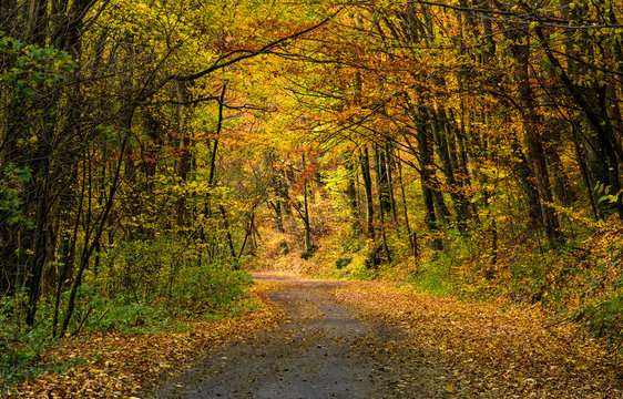 winding road through dark autumn forest. beautiful nature scenery with lots of colorful foliage on hillside