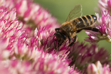 Bee sucking nectar