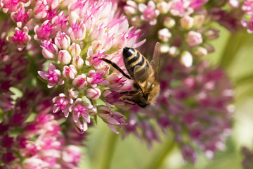 Bee sucking nectar