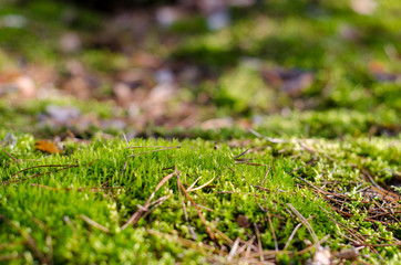 Glade of moss