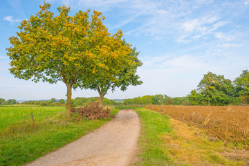 Tree in autumn colors in a meadow in sunlight at fall