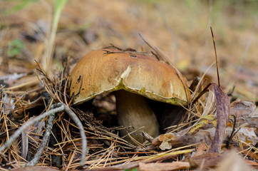 Edible mushroom